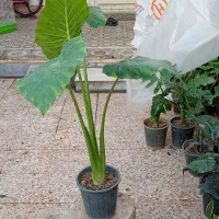 گل‌های آپارتمانی|گل و گیاه طبیعی|شوشتر, |دیوار