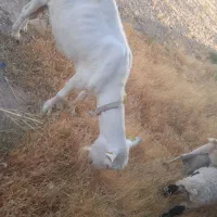 بزسانن اصل پلاک اویژن وشیرموکل وبزدوساله