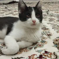 گربه رایگان|گربه|کاشمر, |دیوار