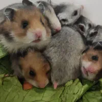 همستریه ماهه وبالغ دستی|موش و خرگوش|مشهد, چهارچشمه|دیوار