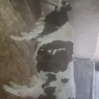 گاوسیمینتال‌جوان‌بدون‌هیچ‌عیب‌‌،،ایرادی‌به‌شرط|حیوانات مزرعه|کرمانشاه, |دیوار
