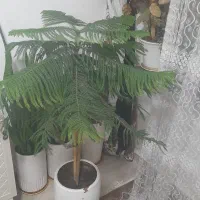 گل وگلدون سفالی|گل و گیاه طبیعی|بروجرد, |دیوار