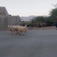 ۳ عدد بره نر|حیوانات مزرعه|فین, |دیوار