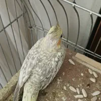 فروش جوجه عروس هلندی