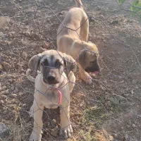 دو عدد سگ سرابی شش ماهه