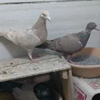 دو عدد کبوتر نامه بر