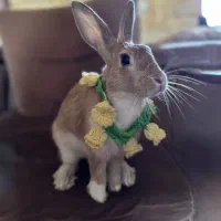 خرگوش نر بالغ