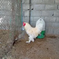 کبوتر و خروس برهما اصل