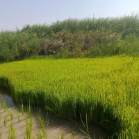 چلتوک نشا
