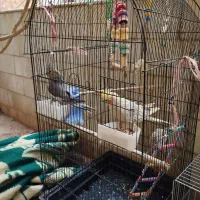 مرغ مینا و دوعدد عروس مرغ مینا سخن گو|پرنده|قم, شهرک مهدیه (مدرس)|دیوار