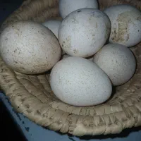 تخم بوقلمون بربون