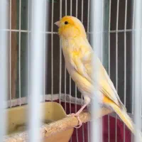 قناری  پرتقالی درشت کوتاه بلند سوخته مست مست|پرنده|کارون, |دیوار