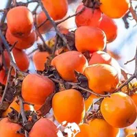 نهال های خرمالو تنومند چهار ساله بزرگ پیوندی دیرگل|خدمات باغبانی و درختکاری|تبریز, |دیوار