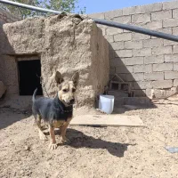 توله پاکوتاه