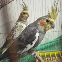 عروس هلندی|پرنده|قلعه قاضی, |دیوار