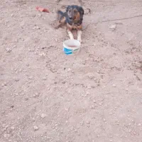 سگ گرگی فقط تماس در کبودرآهنگ