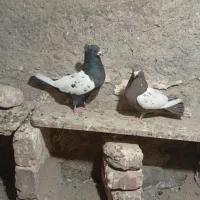 مجسمه کبوتر|مجسمه، تندیس، ماکت|زابل, |دیوار