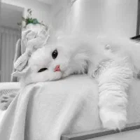 گربه ک ف ت ر پلاکی اصل