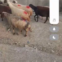 میش وبره|حیوانات مزرعه|کوهدشت, |دیوار