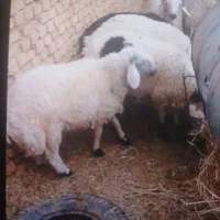 بره نر کم دنبه چاق بومی صادراتی|حیوانات مزرعه|یزد, |دیوار