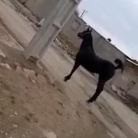 مادیان نریان کورد