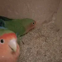 کوتوله|پرنده|میبد, |دیوار