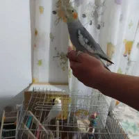 طوطی عروس دستی