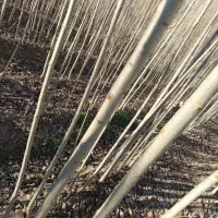 صنوبر سفید درجه یک ۲ساله ۳ تاش ۴۰۰/۰۰۰ ریال