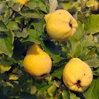 به ترش  آبگوشتی