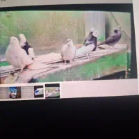 ۴ عدد کبوتر جفت