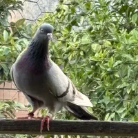کبوتر پرشی (تیر ماه)