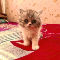 توله پرشین|گربه|مشهد, ادیب نیشابوری (شهرک غرب)|دیوار