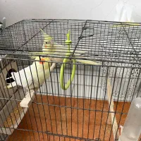 عروس هلندی|پرنده|سهند, |دیوار