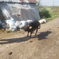 گاو چالوسی به همراه گوساله نر|حیوانات مزرعه|سنگر, |دیوار