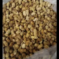 زرشک تازه ابداروخشکبار بیرجند|خوردنی و آشامیدنی|قرچک, زیبا شهر|دیوار