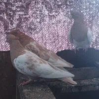 برنامه دیوار