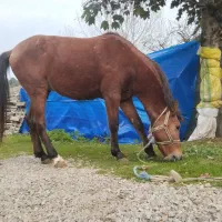 اسب نر|حیوانات مزرعه|آستارا, |دیوار