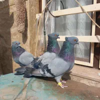 کبوتر سبز نقره ای درشت ۳۵تا ۴۰ثانت