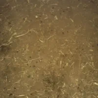 کود گوسفندی