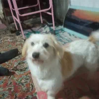 فروش سگ خانگی