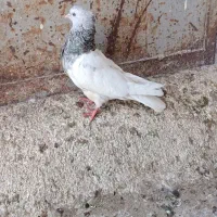 کله اهوازی الماسی گرفتنی|پرنده|اهواز, گلدشت|دیوار