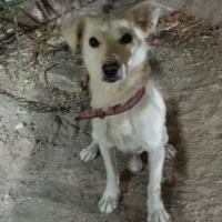 سگ پا کوتاه|سگ|اردکان, |دیوار