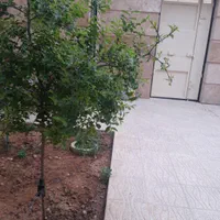 اجاره سویت خانه واپارتمان شیک وتمیز