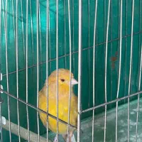 قناری نر|پرنده|مبارکه, |دیوار