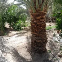 درخت.  گرازی.  پذیرفت میشه
