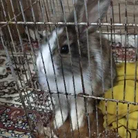 خرگوش مینیاتوری