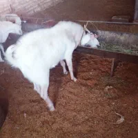 بزغاله پاکستانی نر وبره غندوزی قوچی|حیوانات مزرعه|قائن, |دیوار