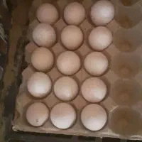 تخم بقلمون بوربون ،نژاد برتر