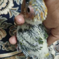 طوطی خورشیدی