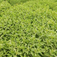 فروش سبزی|خوردنی و آشامیدنی|فردوس (خراسان), |دیوار